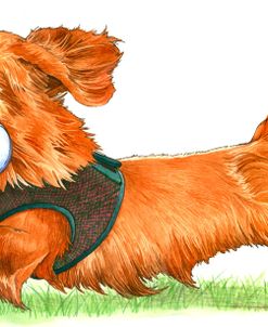 Dachshund Dog