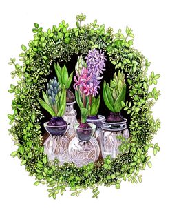 Hyacinths