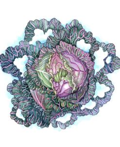 Snowy Purple Cabbage
