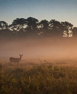 Deer at Daybreak