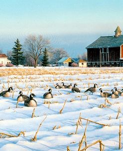Canadian Geese In Cornfield