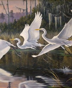 Morning Departure Egrets