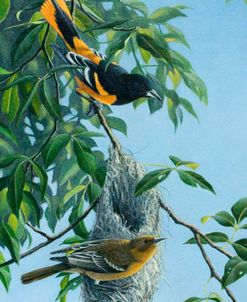 Nesting Orioles