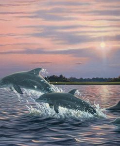 Dolphins