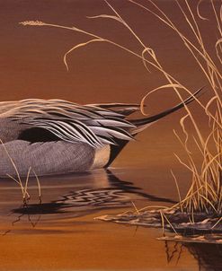 Amber Light – Pintail