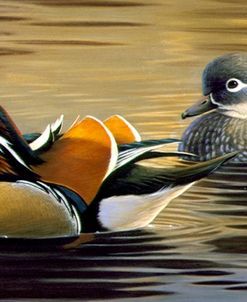 Mandarin Ducks