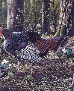 Hillside Gobbler