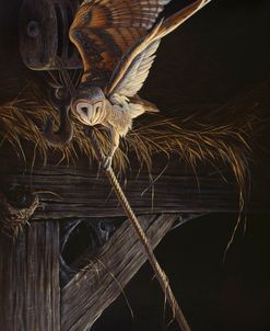 Tight Rope Barn Owl