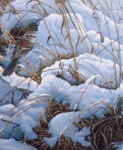 Snow Glow Field Sparrows