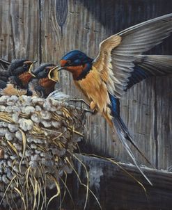 Country Living  – Barn Swallows