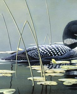 Loon In Reeds