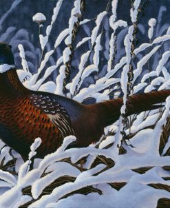 Fresh Snow – Ringneck Pheasant