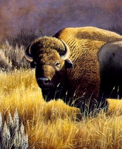 Bison And Magpies