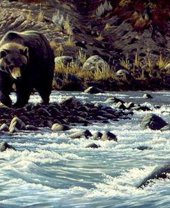 Along The Yellowstone – Grizzly