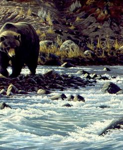 Along The Yellowstone – Grizzly