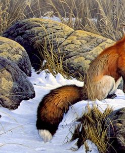 Mid Winter Pause – Red Fox