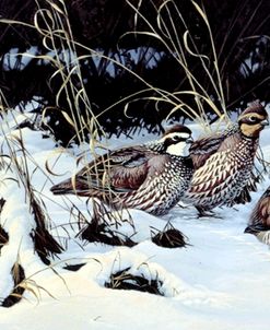 Winter Covey – Quail