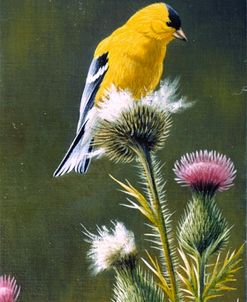 Goldfinch On Thistle