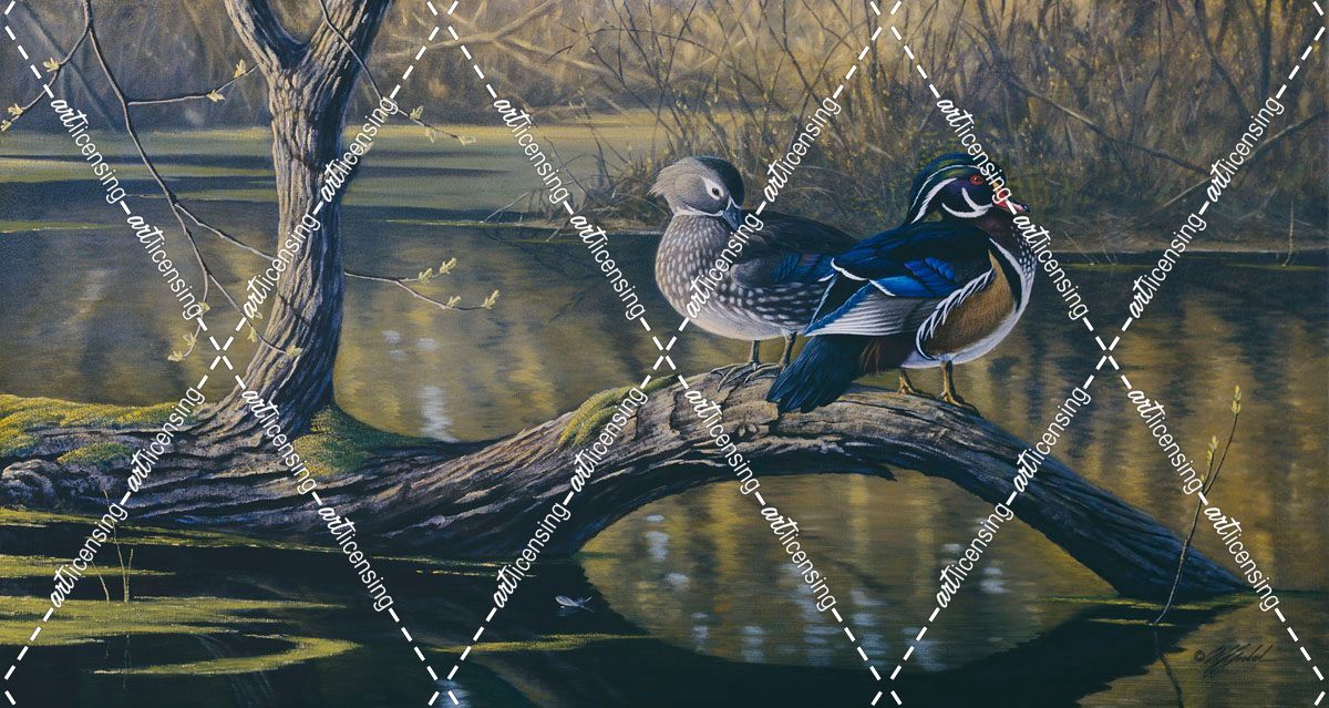 Spring Pair – Wood Ducks