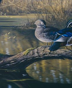 Spring Pair – Wood Ducks