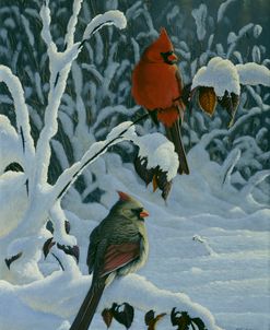 Cardinals & Brambles