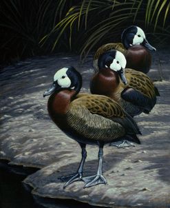 White Faced Whistleing Ducks