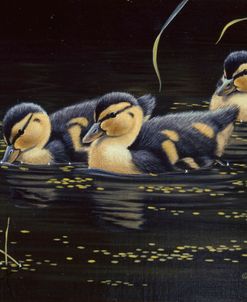 Mallard Ducklings