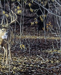 Sneaking Through – Whitetail