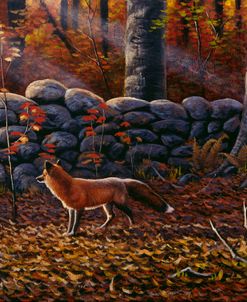 Autumn Reds – Red Fox