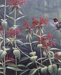 Ruby Throat Hummingbird & Monarda