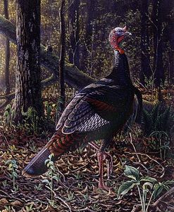 Ever Alert – Wild Turkey