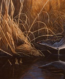 Evening Light – Snipe