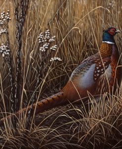 Pheasant In The Grass 2