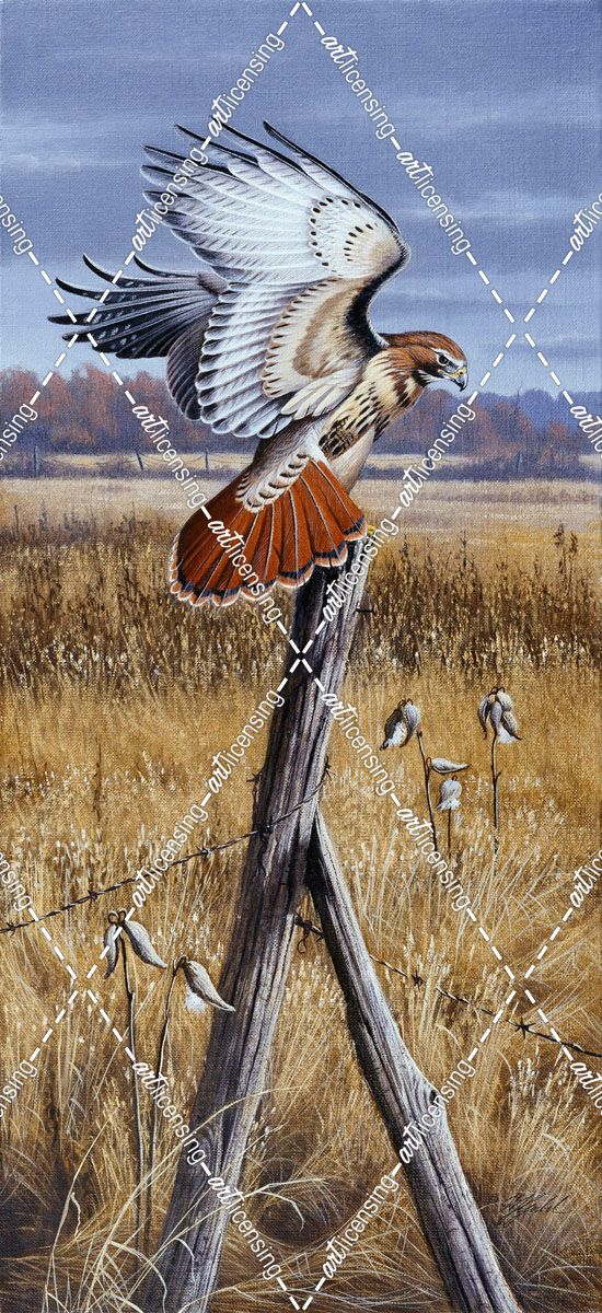 The Corner Post – Red Tailed Hawk
