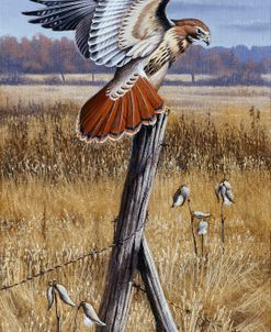 The Corner Post – Red Tailed Hawk
