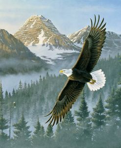 Soaring Eagle