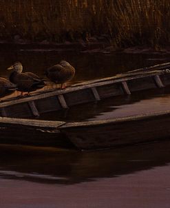 Abandoned Skiff – Black Ducks