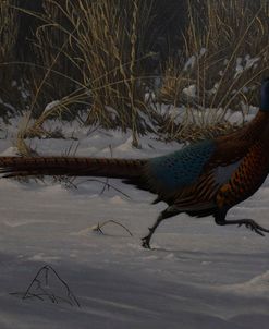 Strauch Pheasant