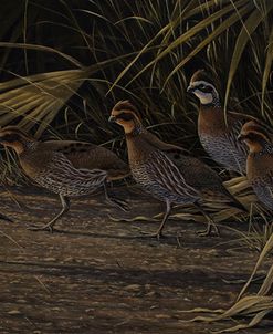 Breaking Cover – Bobwhites