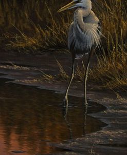 Walking The Edge – Great Blue Heron