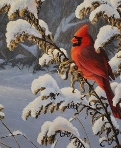 Winter Cardinal