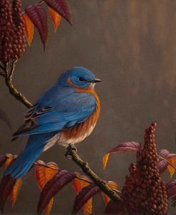 Autumn Bluebird