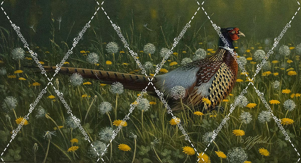 Dandy Rooster – Formosan Ring-necked Pheasant