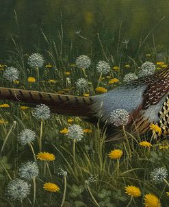 Dandy Rooster – Formosan Ring-necked Pheasant