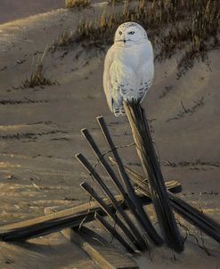 Dune Watcher – Snowy Owl