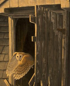 Out of the Darkness – Barn Owl