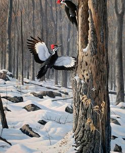 Swooping In – Pileated Woodpeckers