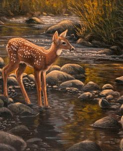 Water’s Edge – Fawn