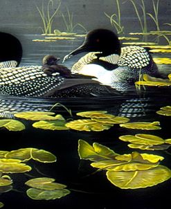 Shoreline Refuge – Loon Family