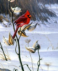 Cardinal & Milkweed